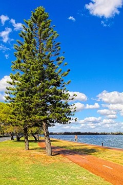 巴拉那的松樹；狹葉南洋杉- araucariaceae.hdr圖像