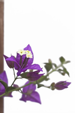 紫色的Bougainvillea Flowers