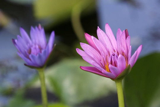 兩蓮花