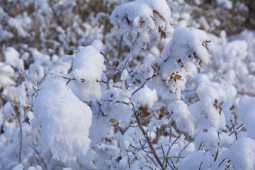 凌霜傲雪