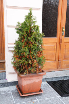 植物