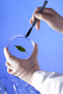 在綠色植物生物學實驗室