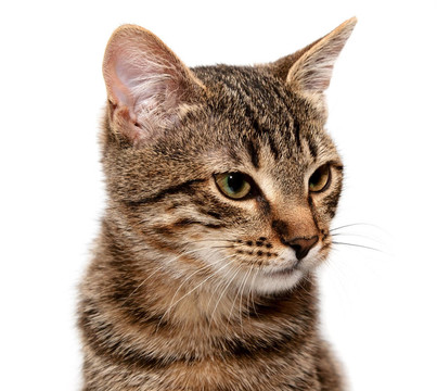 狡猾的貓白