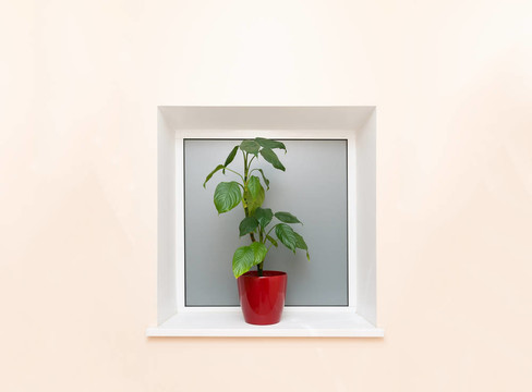 綠色的植物
