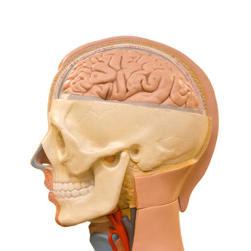 人類大腦的解剖