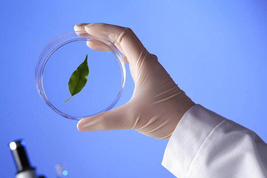 在綠色植物生物學(xué)實驗室