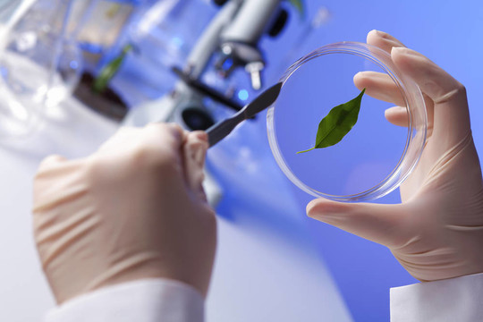 在綠色植物生物學實驗室