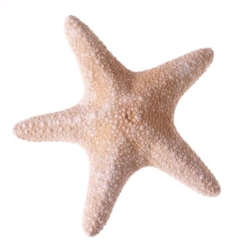 海星