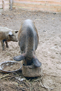馴養(yǎng)野豬飼養(yǎng)