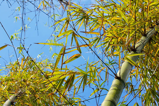 竹對天空