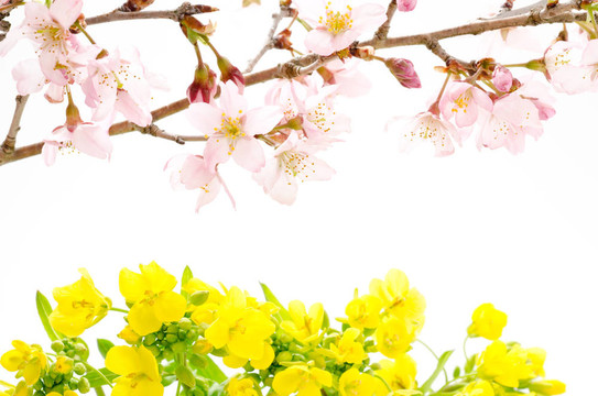 櫻花與油菜花