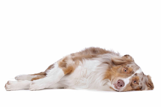 澳大利亞牧羊犬