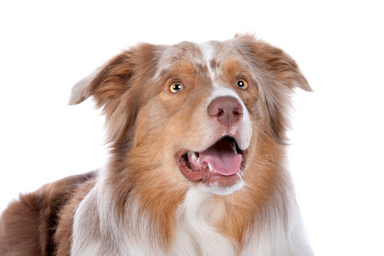 澳大利亞牧羊犬