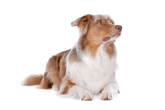 澳大利亞牧羊犬