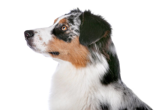 澳大利亞牧羊犬
