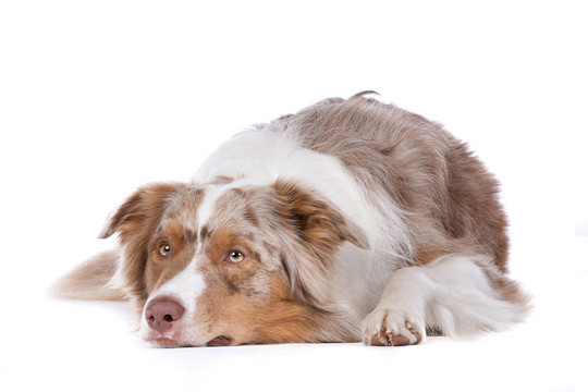 澳大利亞牧羊犬