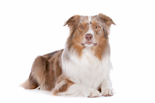 澳大利亞牧羊犬