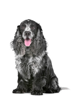 藍(lán)馬羚的可卡犬