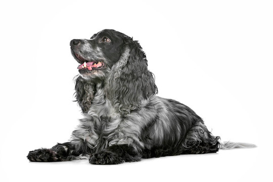 藍(lán)馬羚的可卡犬