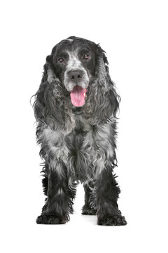 藍(lán)馬羚的可卡犬