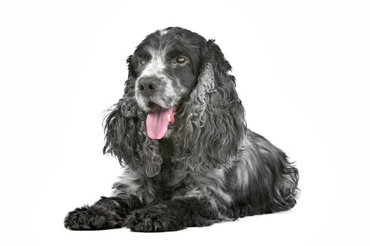 藍(lán)馬羚的可卡犬