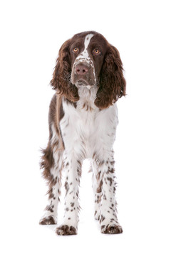 史賓格犬