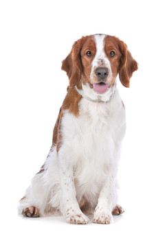 史賓格犬