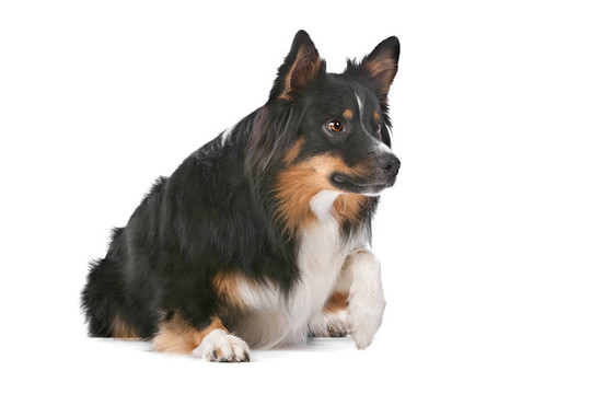 邊境牧羊犬