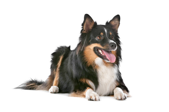 邊境牧羊犬