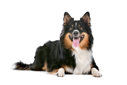 邊境牧羊犬