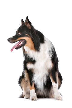 邊境牧羊犬