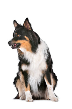 邊境牧羊犬