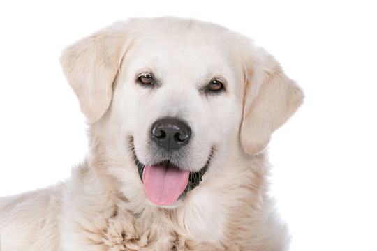 金毛獵犬