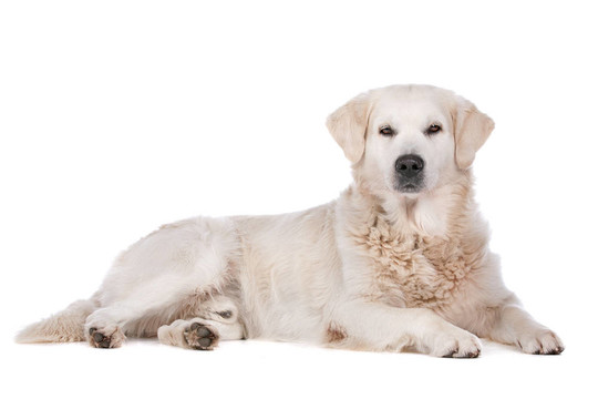 金毛獵犬
