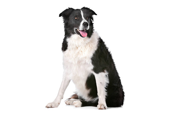 邊境牧羊犬
