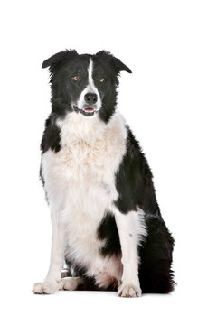 邊境牧羊犬