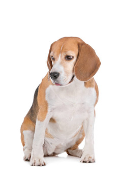 比格犬