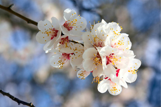 櫻花