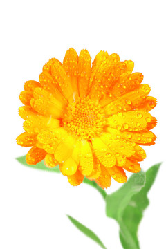 金盞花橙花