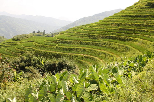 Rice Terraces；中國