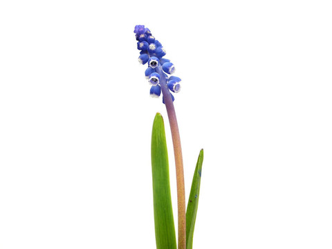 葡萄葡萄風(fēng)信子風(fēng)信子花