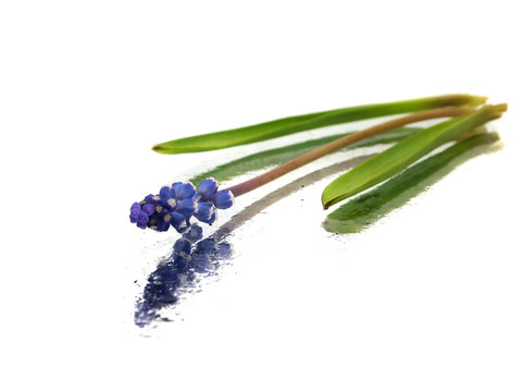 葡萄風(fēng)信子風(fēng)信子花