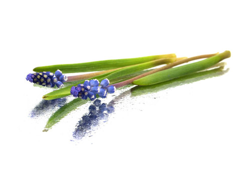 葡萄風(fēng)信子風(fēng)信子花