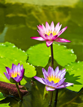 池塘中的三蓮花