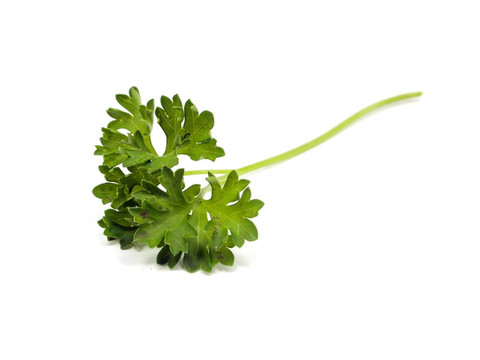 新鮮的香菜