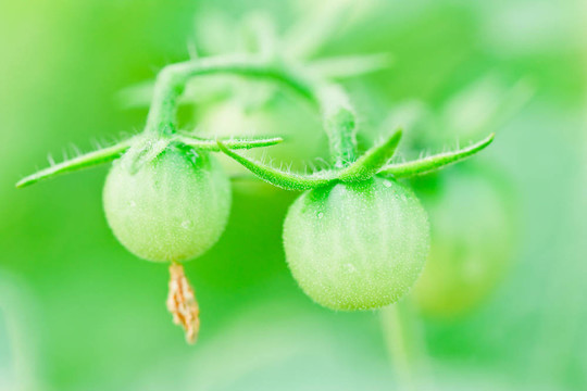 關(guān)閉新鮮的西紅柿仍然在植物上