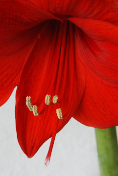 Amaryllis Hippeastrum的細節(jié)