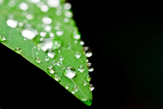 雨后的葉子上的新鮮水滴
