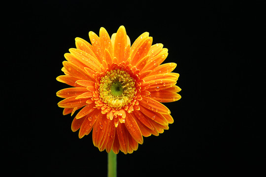 洋甘菊花卉