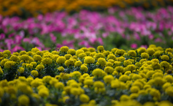 花海 色彩 鮮花